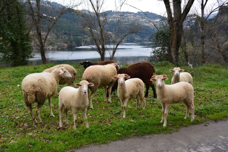 Portugalska 2013 - foto povečava