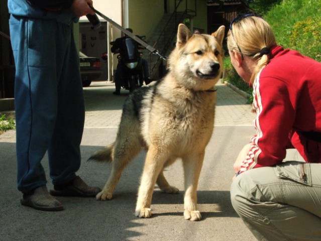 Albini mladički - foto