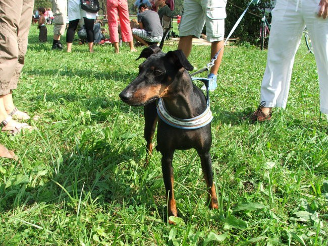 Coursing - foto povečava