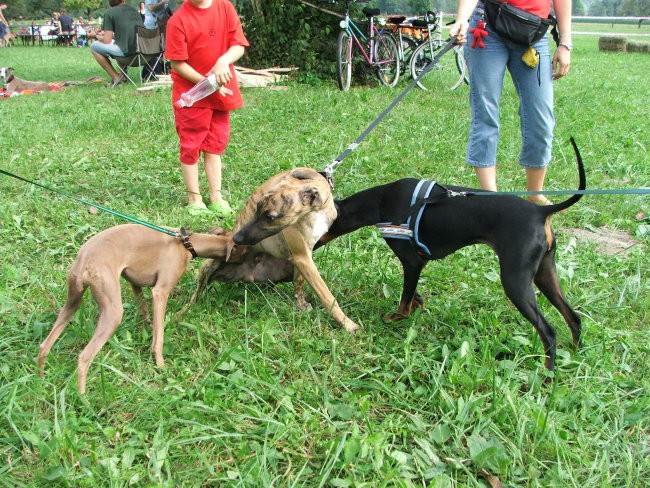 Coursing - foto povečava