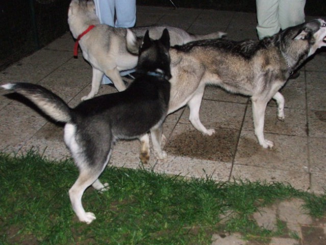 Živa in Kan na obisku pri Albi - foto