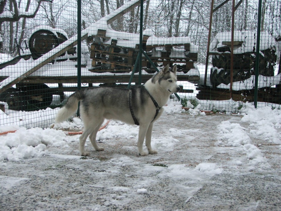 Zima 2008 - foto povečava