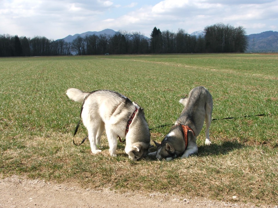 Alba in luongo - foto povečava