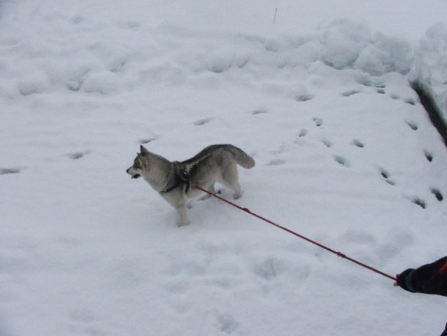 Alba in prvi sneg - foto
