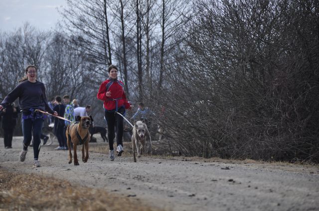 Canicross trening 12.3. - foto