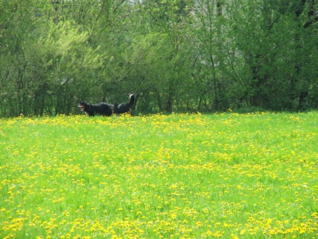 Dobeno prvi maj - foto