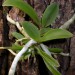 Cattleya aclandiae vraščena na hrastovo lubje
