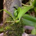 Bulbophyllum orthoglossum