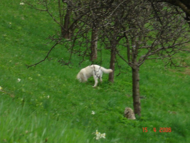 Roni - foto povečava