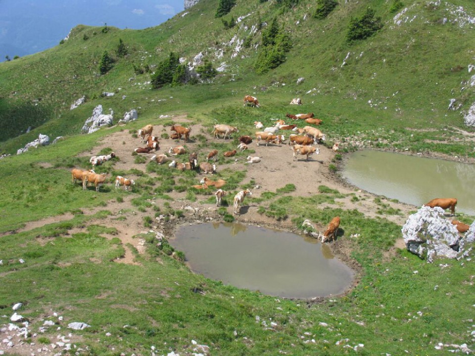 Žeja je bila velika