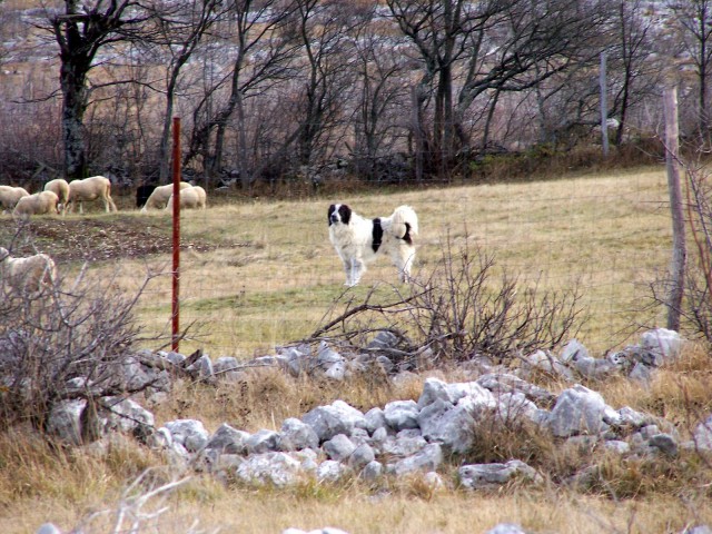 Bosanski tornjak, še eden od pastirskih psov