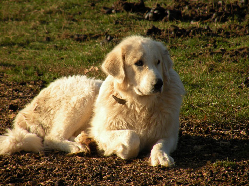Madžarski pastirski pes - tretji in zadnji predstavnik čuvajev tropov drobnice