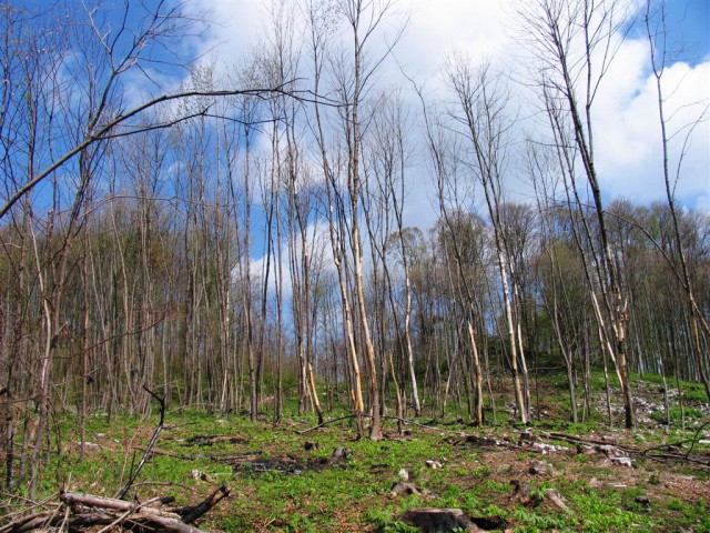 Bolezen je uničila neavtohtono drevje, ki je bilo vsiljeno gorjanski naravi