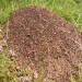 Mravljice na mravljišču, spodbuda za lepše vreme in še držalo je