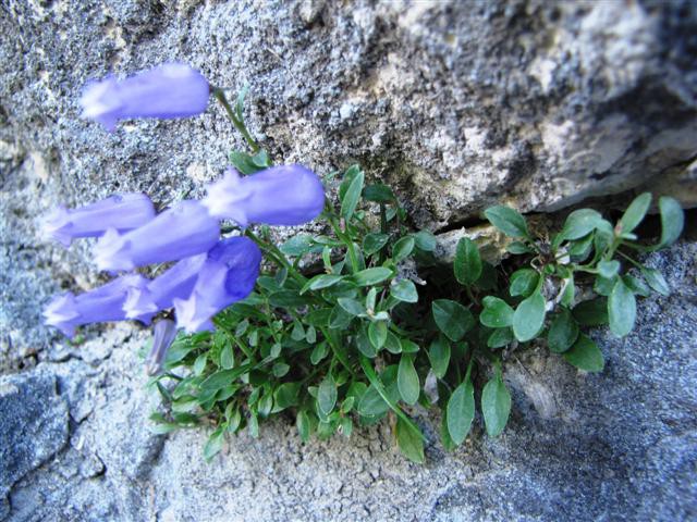 Triglav 24. in 25.7.2009-Tomaž - foto