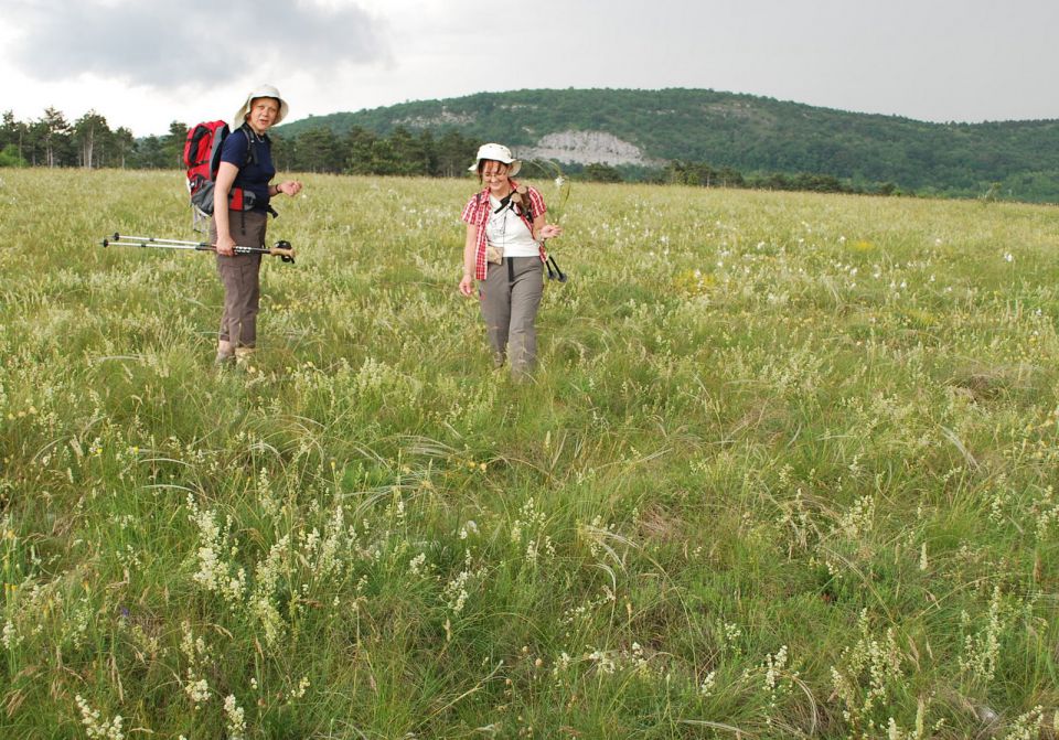 Socerb 29.5.2010 - foto povečava