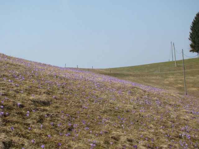 Vijolične (P)poljane