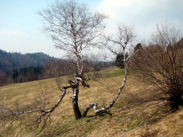 Breza kot življenje v teh loških hribih - težko, a lepo