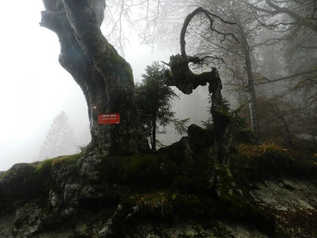 Lepa naravna skulptura ob poti za Lešansko planino