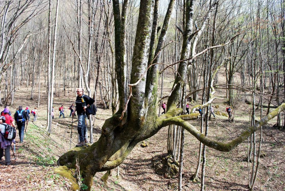 Vili počiva ob drevesnem orjaku z mladimi poganjki