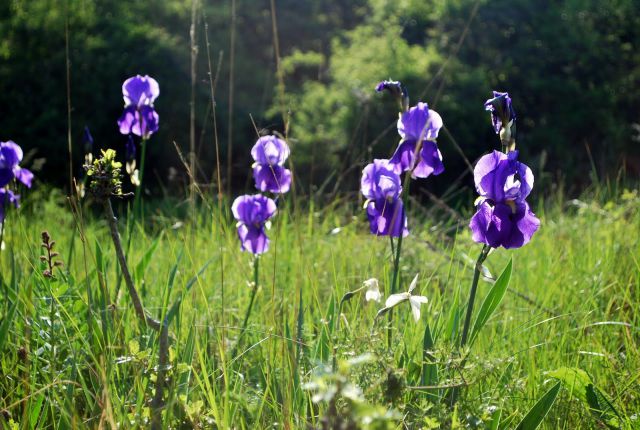 Rože Kojnik-Golič-Kavčič-Lipnik 12.5.2012 - foto