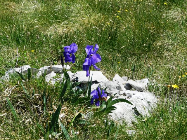 Rože Kojnik-Golič-Kavčič-Lipnik 12.5.2012 - foto