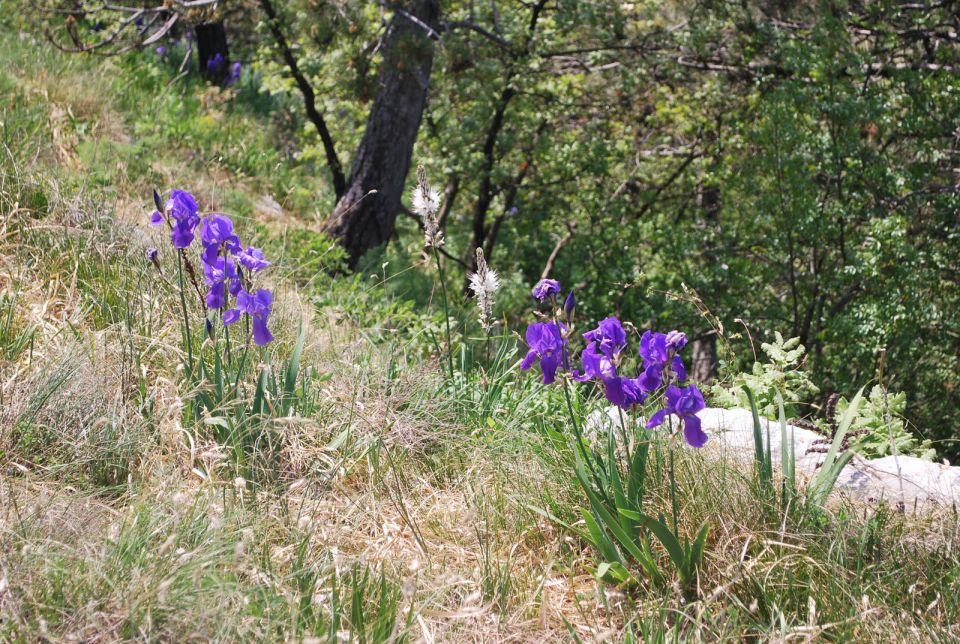 Rože Kojnik-Golič-Kavčič-Lipnik 12.5.2012 - foto povečava