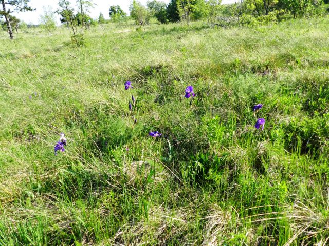 Rože Kojnik-Golič-Kavčič-Lipnik 12.5.2012 - foto