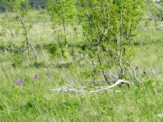 Rože Kojnik-Golič-Kavčič-Lipnik 12.5.2012 - foto