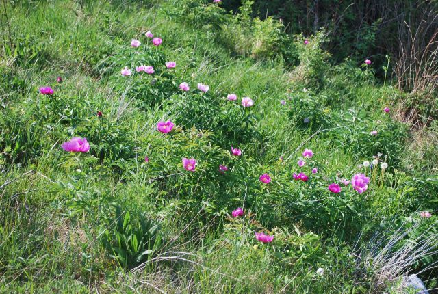 Rože Kojnik-Golič-Kavčič-Lipnik 12.5.2012 - foto