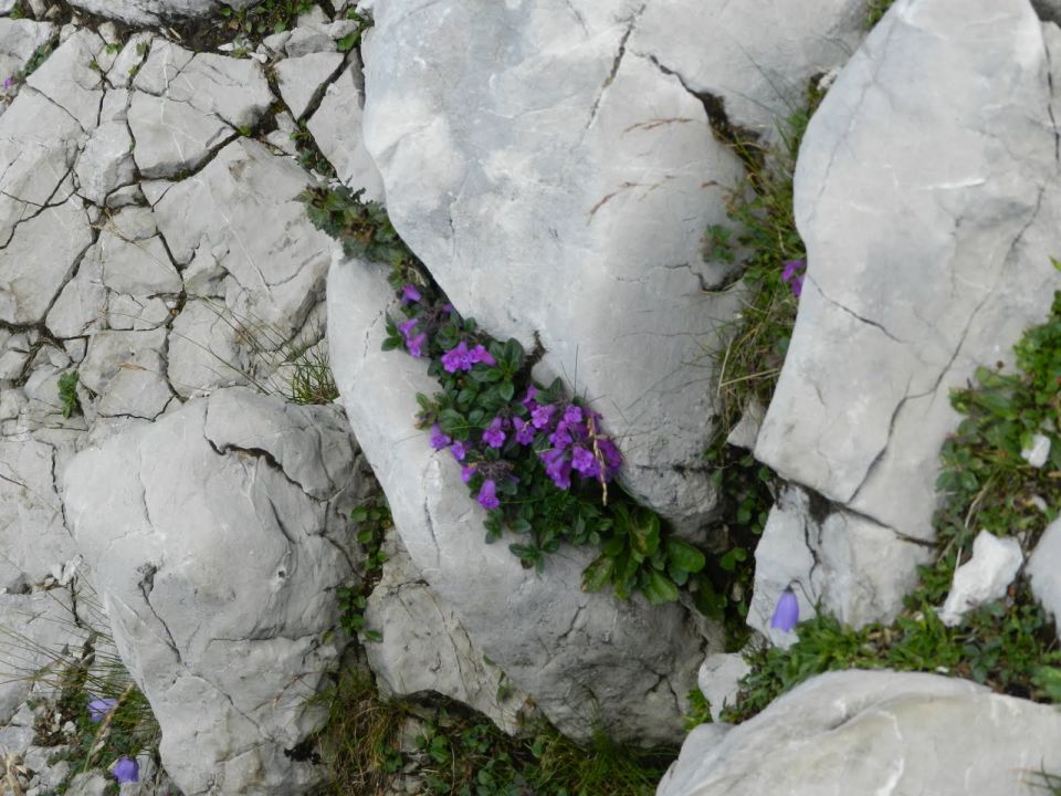 Alpski šetrajnik