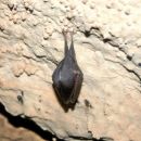 Na koncu jame nas je pozdravil speči netopirček