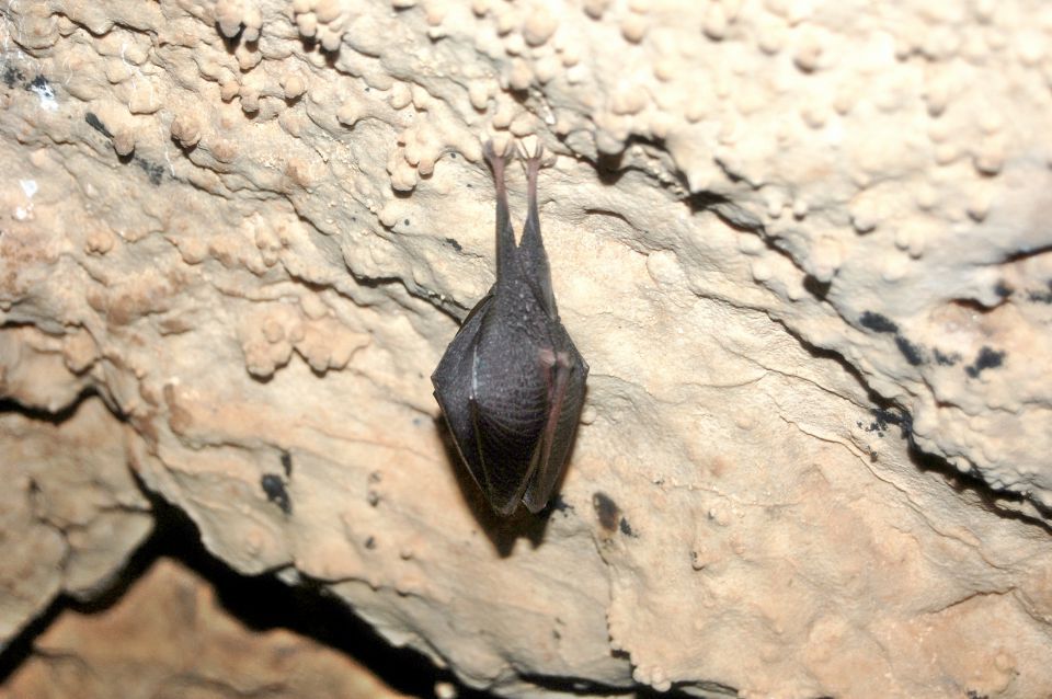 Na koncu jame nas je pozdravil speči netopirček