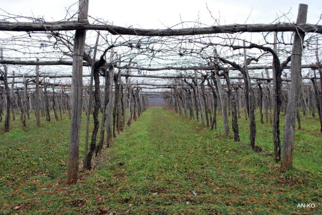 Ob lepo urejenih vinogradih smo se vračali v Kobjeglavo