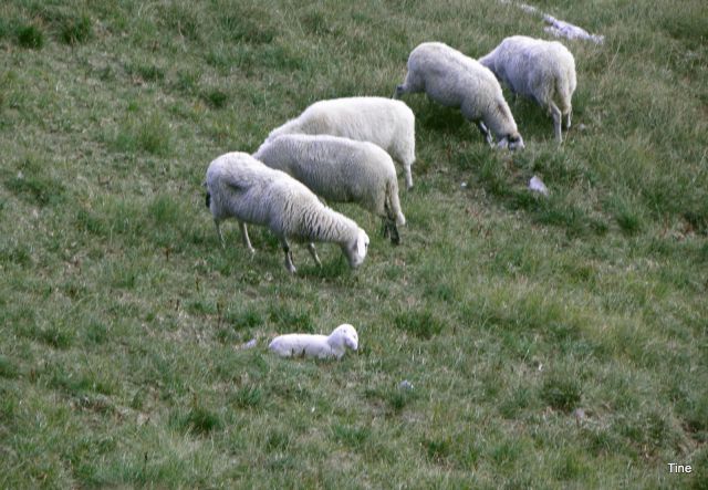 Mala ovčka je po obilnem kosilu malce zalegla