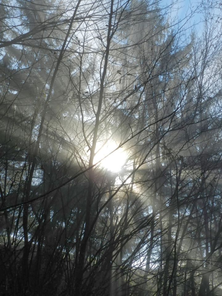 Iz temnega gozda proti soncu, kot simbolika za odhod v svetlo večnost