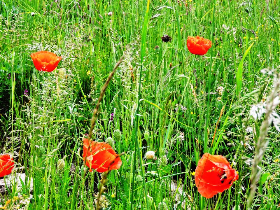 Rdeči mak sredi zelenih trav