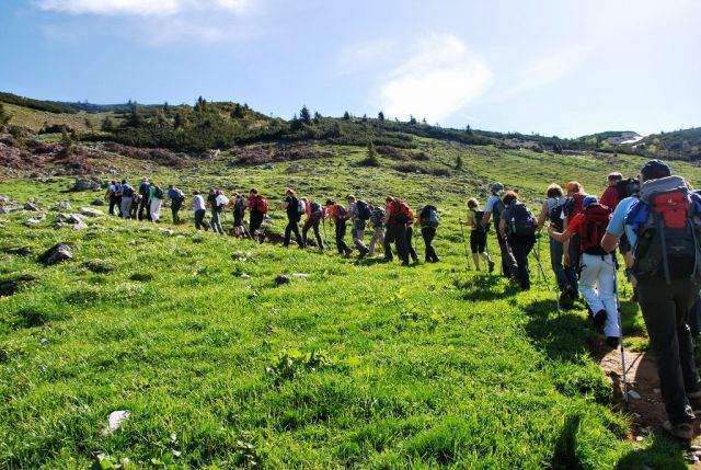 Edina dobra stvar muhastega poletja so zeleni pašniki