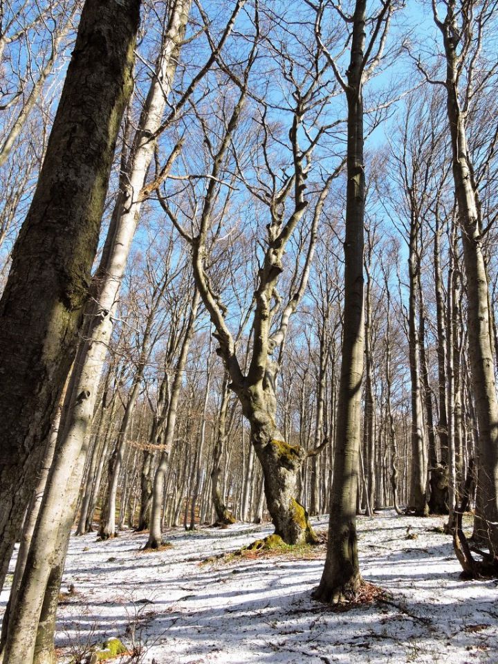 Čemšeniška planina 28.3.2015 - foto povečava