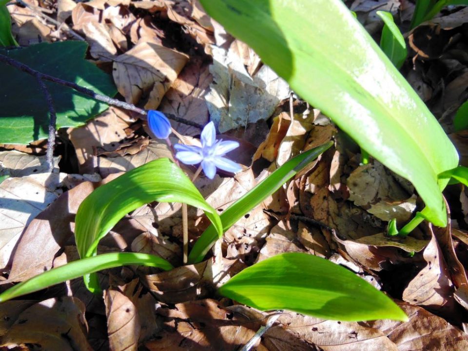 Čemšeniška planina 28.3.2015 - foto povečava