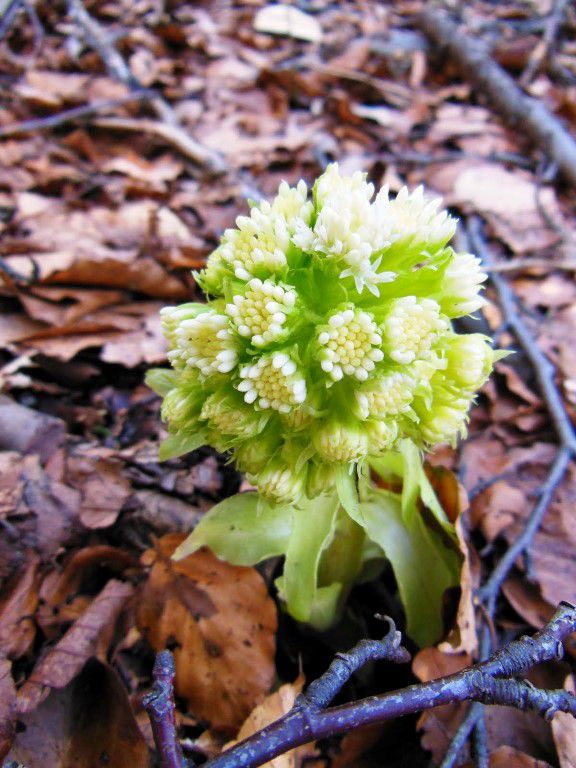 Čemšeniška planina 28.3.2015 - foto povečava