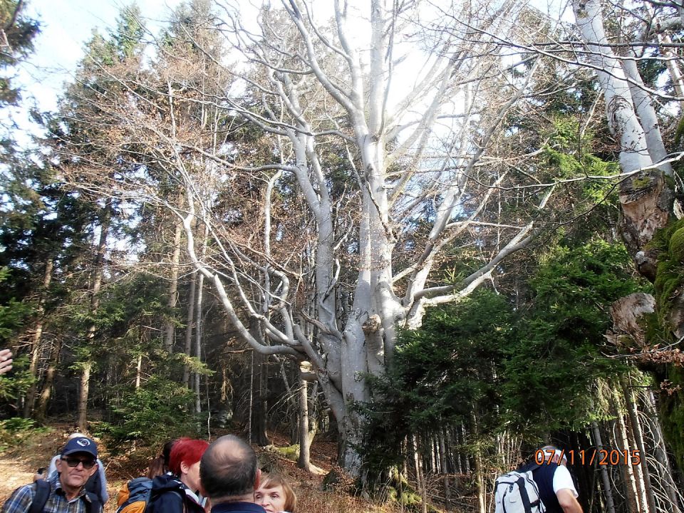 Kranjska reber 7.11.2015 - foto povečava