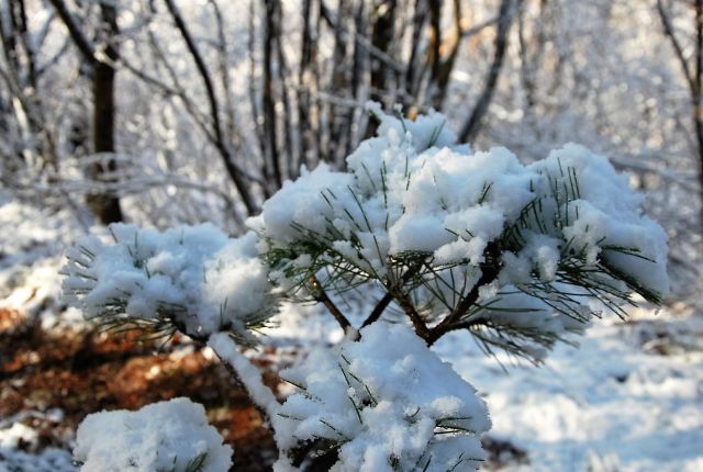 Kozlek 20.2.2016 - foto