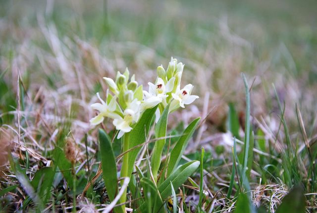 Lavrovec-Goli vrh 23.4.2016 - foto