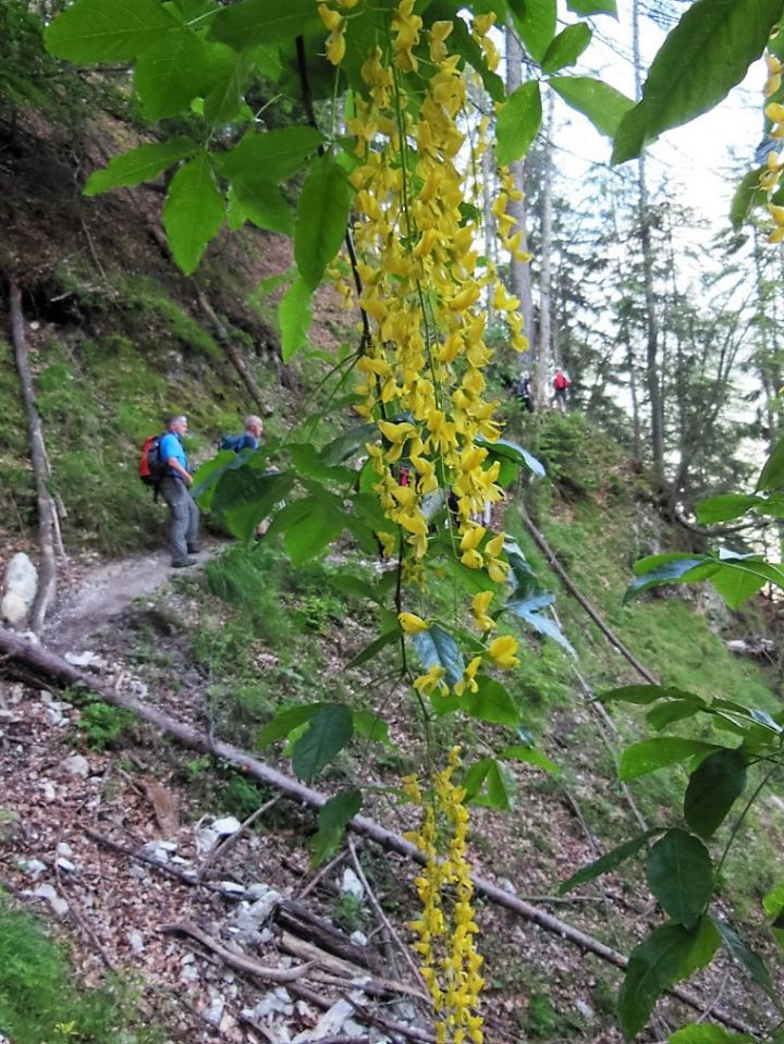 Ciprnik 25.6.2016 - foto povečava