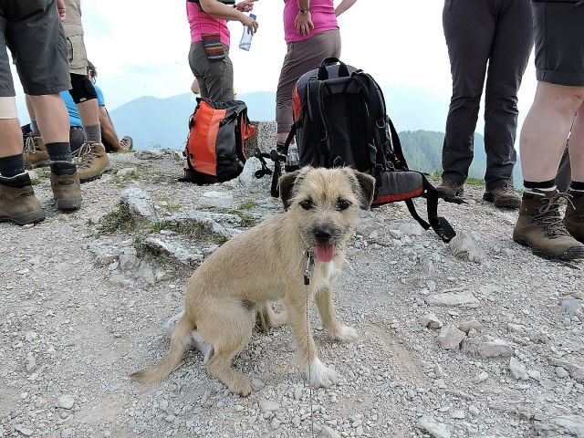 Ciprnik 25.6.2016 - foto