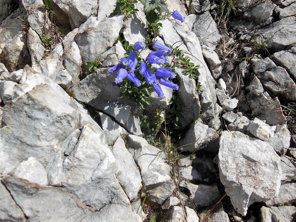 Vrtača 20.8.2016 - foto povečava