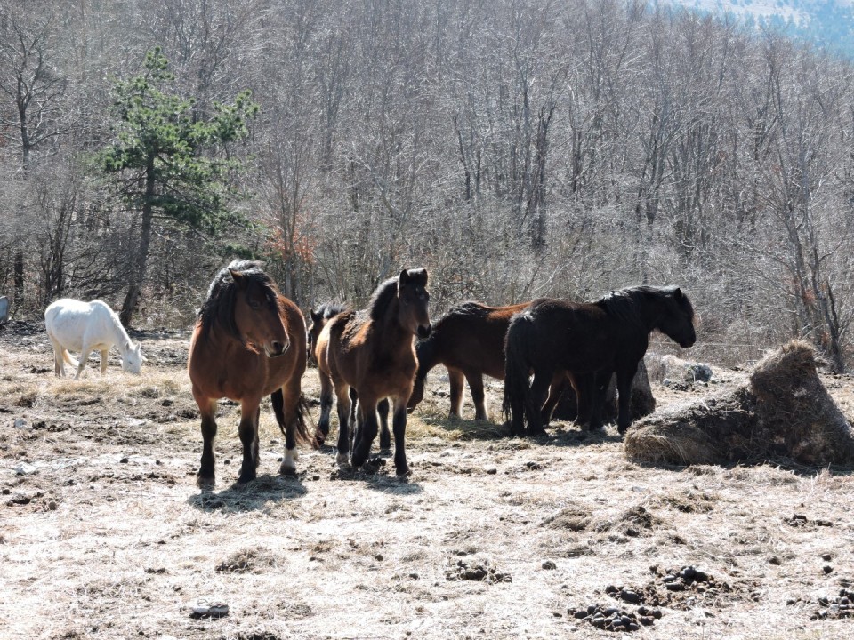 Mala in Velika Plešivica 18.2.2017 - foto povečava