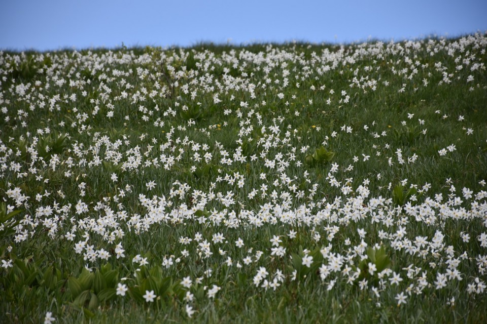 Golica 19.5.2018 - foto povečava