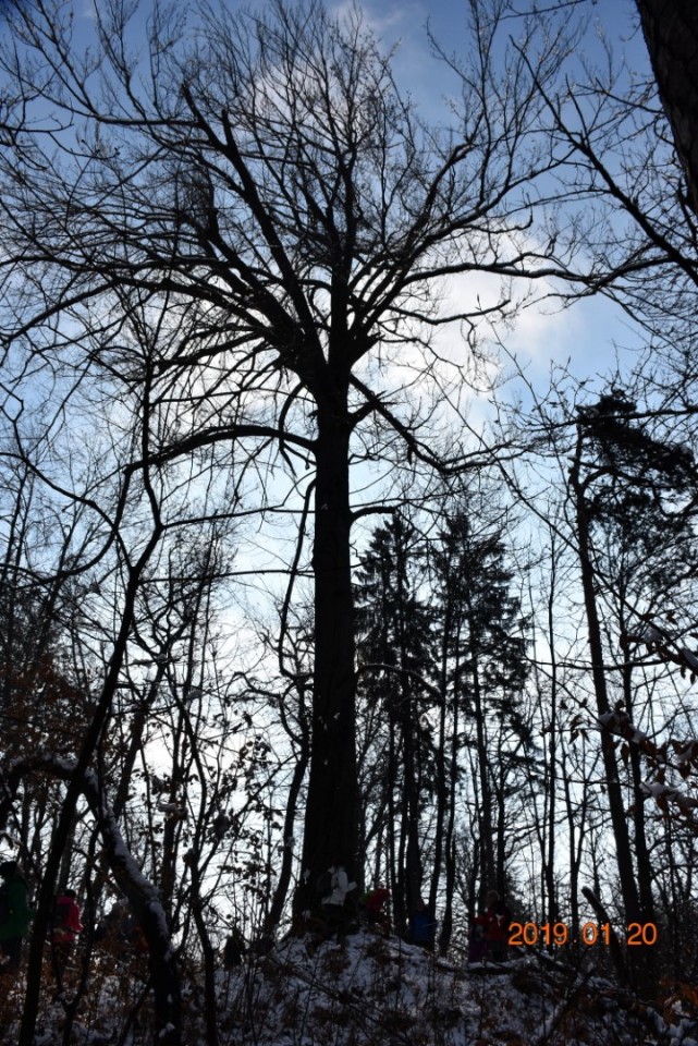 Tivoli, Rožnik in Šišenski hrib 20 1. 2019 - foto povečava